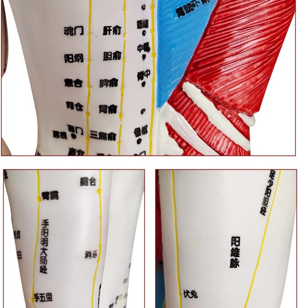 60 cm Akupunkturmodell, Akupunktur- und Muskelanatomisches männliches Modell, Druckpunkt und Meridiane, für Akupunkturisten und andere medizinische Fachkräfte, die Lehr- und Bildungsbedarf a