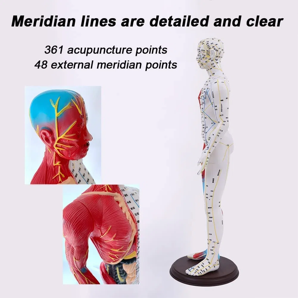 60 cm Akupunkturmodell, Akupunktur- und Muskelanatomisches männliches Modell, Druckpunkt und Meridiane, für Akupunkturisten und andere medizinische Fachkräfte, die Lehr- und Bildungsbedarf a