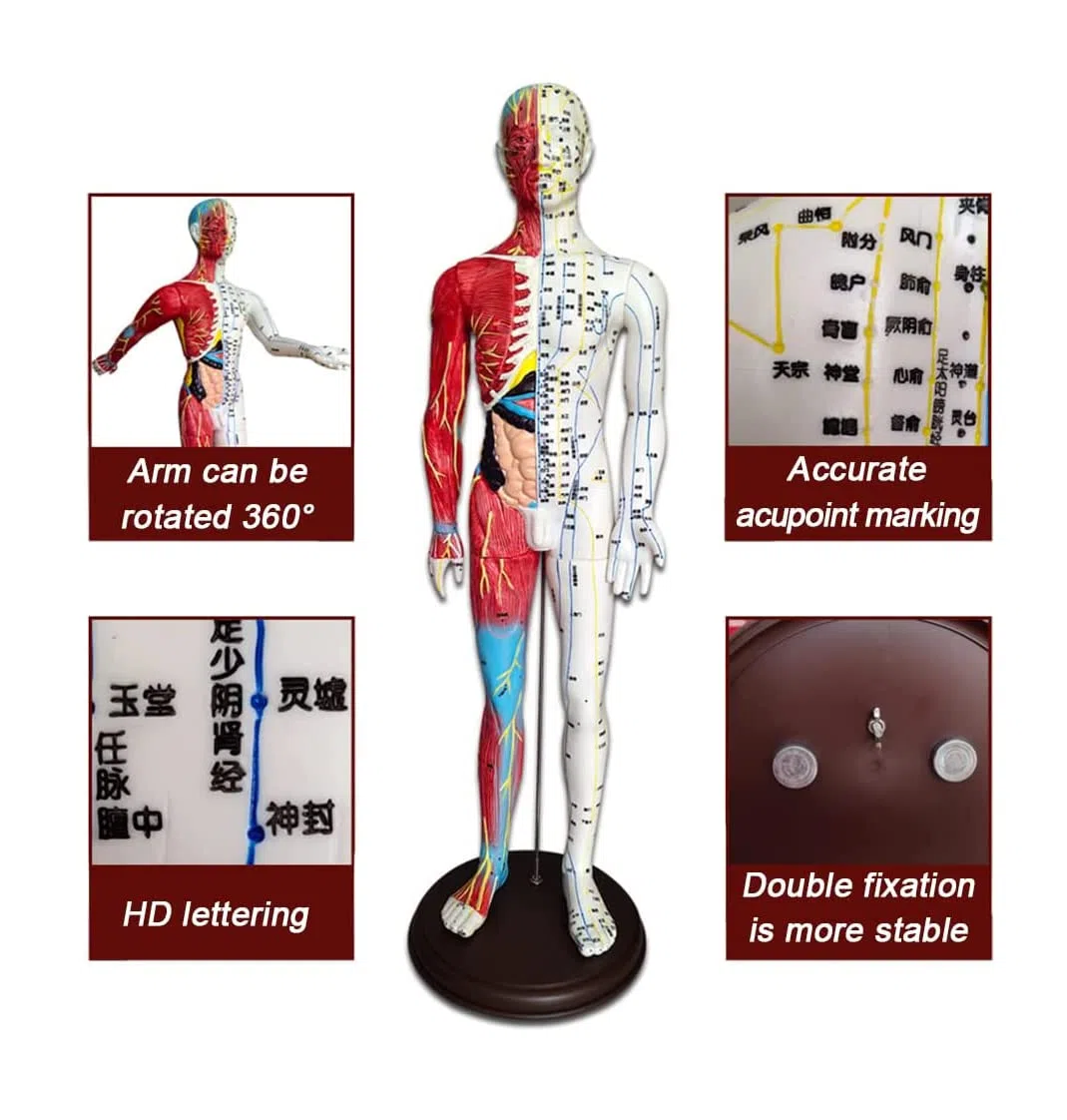 60 cm Akupunkturmodell, Akupunktur- und Muskelanatomisches männliches Modell, Druckpunkt und Meridiane, für Akupunkturisten und andere medizinische Fachkräfte, die Lehr- und Bildungsbedarf a