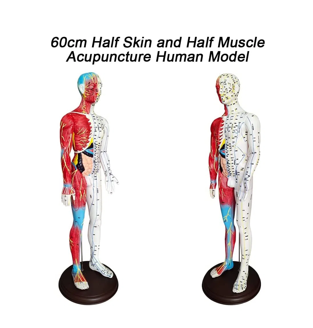 60 cm Akupunkturmodell, Akupunktur- und Muskelanatomisches männliches Modell, Druckpunkt und Meridiane, für Akupunkturisten und andere medizinische Fachkräfte, die Lehr- und Bildungsbedarf a