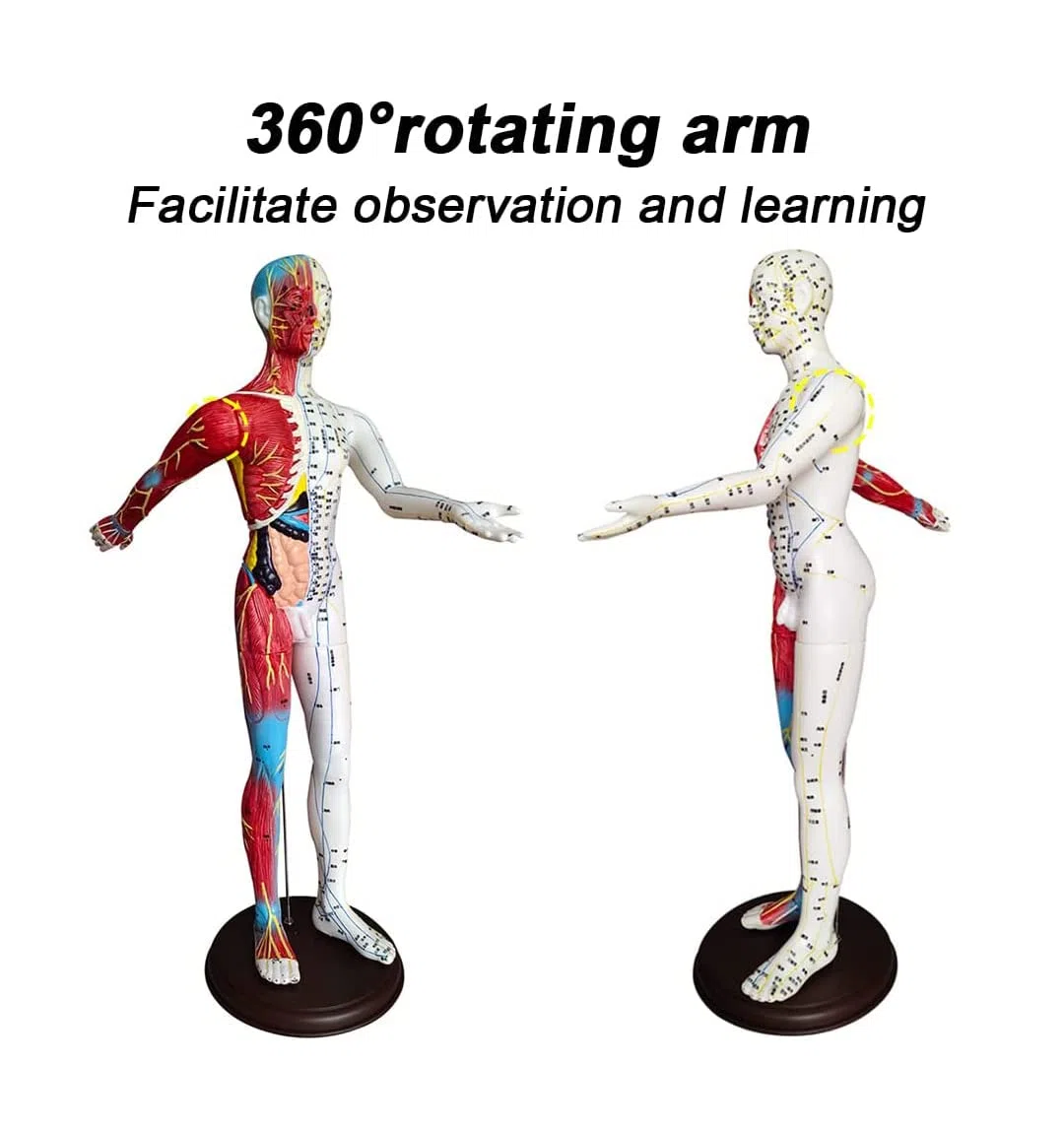 60 cm Akupunkturmodell, Akupunktur- und Muskelanatomisches männliches Modell, Druckpunkt und Meridiane, für Akupunkturisten und andere medizinische Fachkräfte, die Lehr- und Bildungsbedarf a